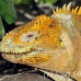 iguana_land_nsey_h_0026_ecu0220.jpg
